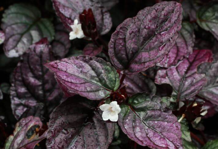 Hemigraphis New name Strobilanthes alternata